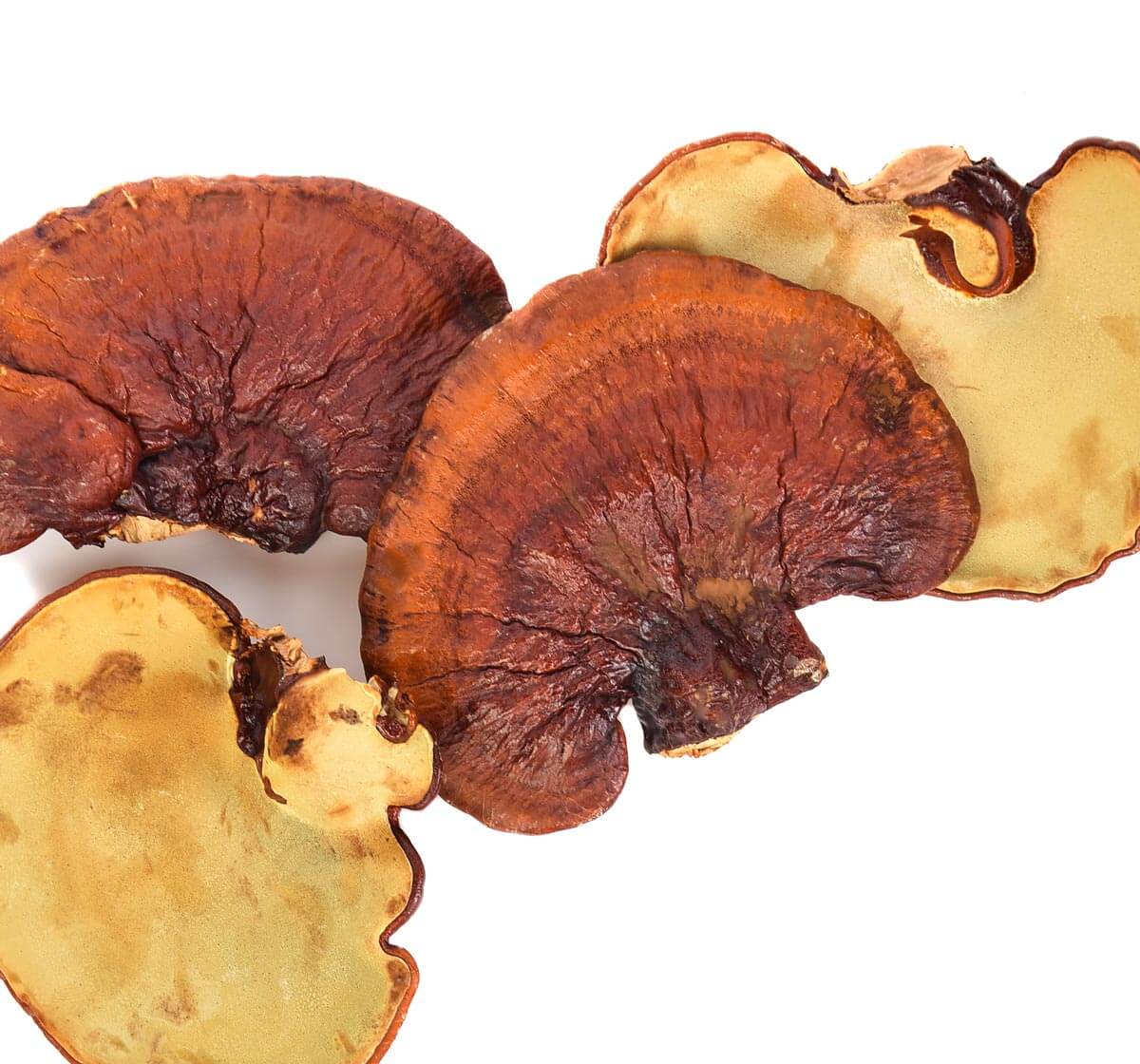 Reishi