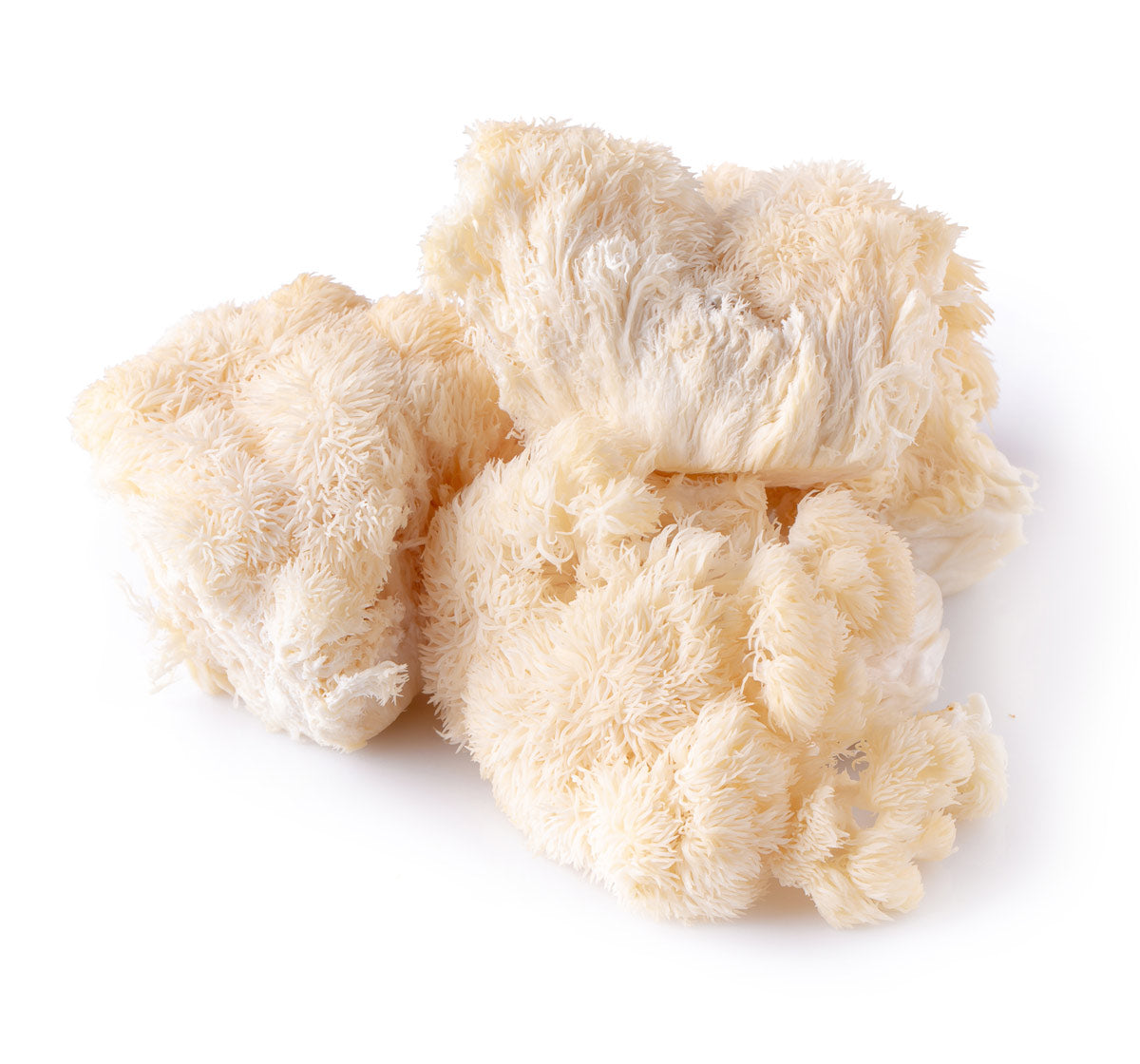 Lion's Mane