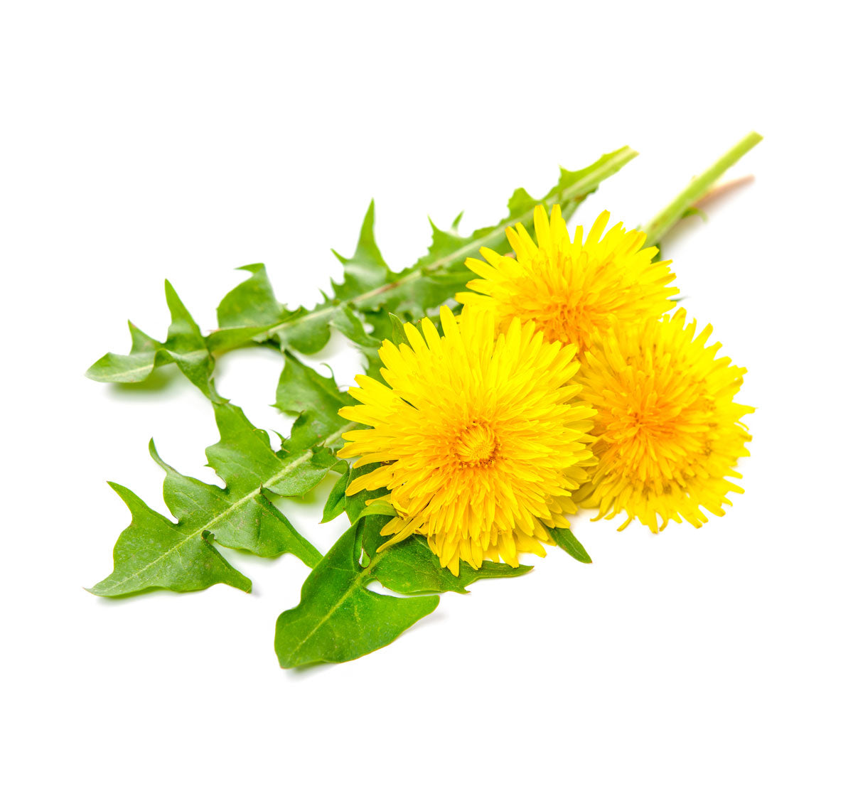 Dandelion