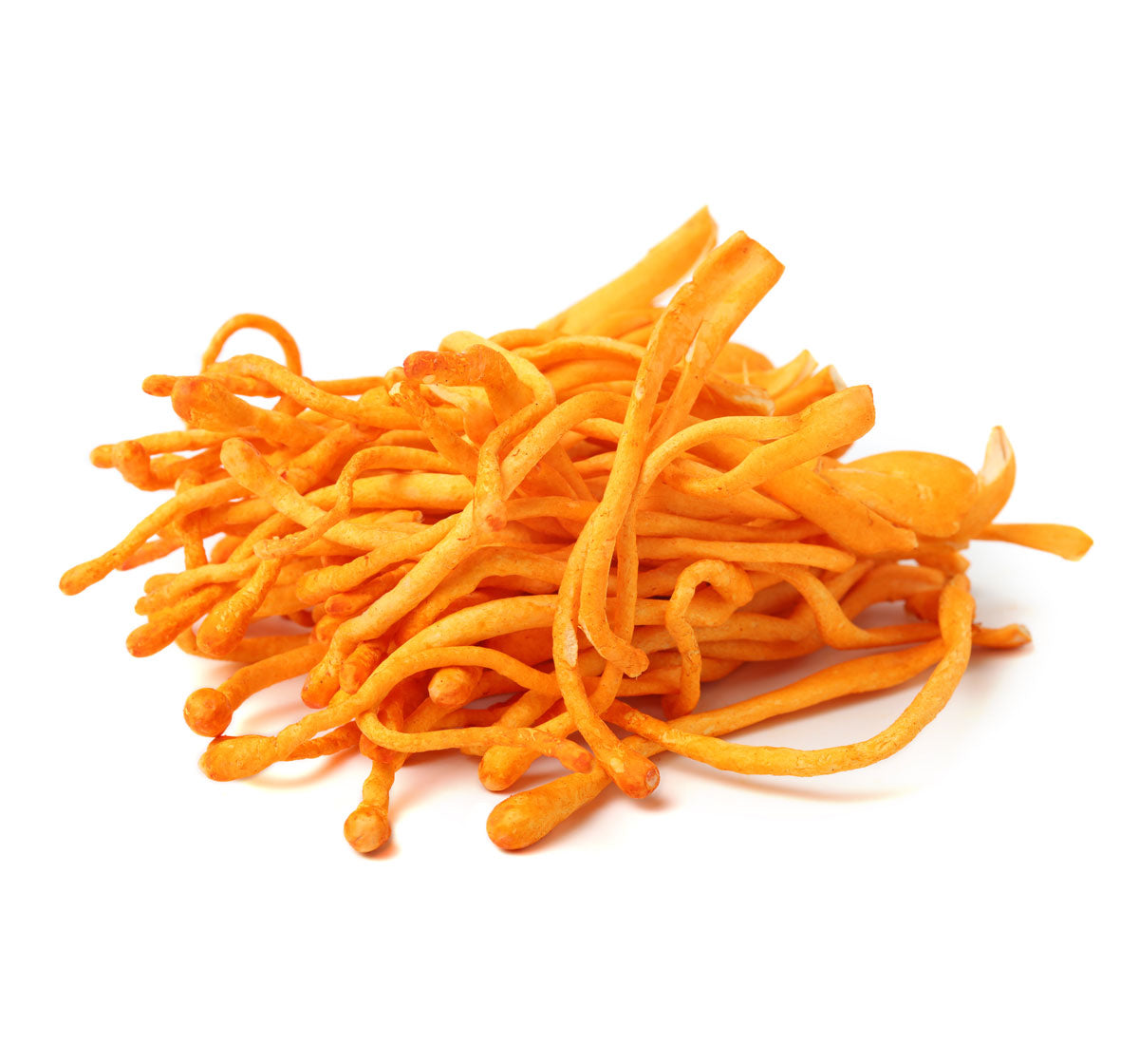 Cordyceps