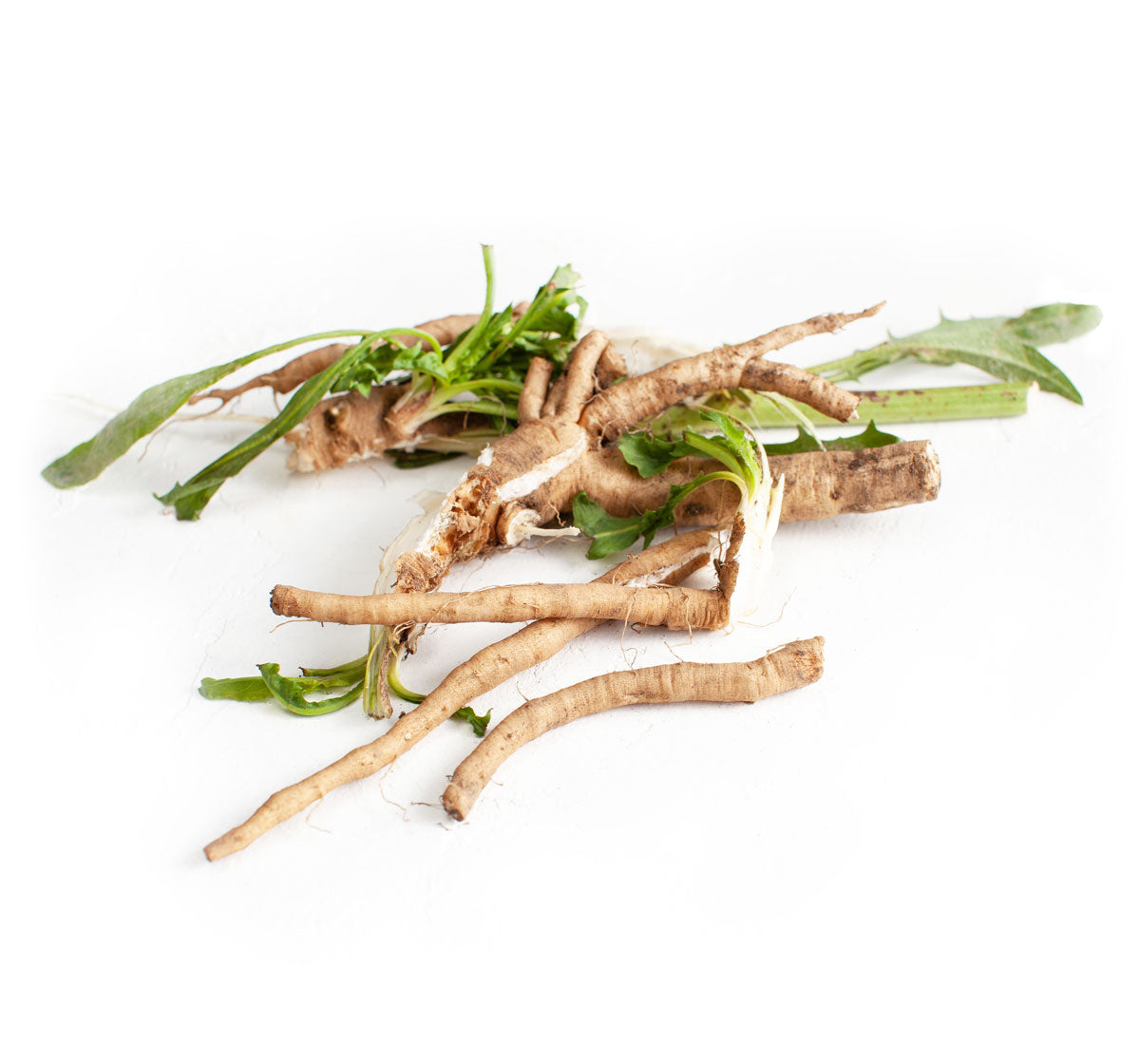 Chicory Root