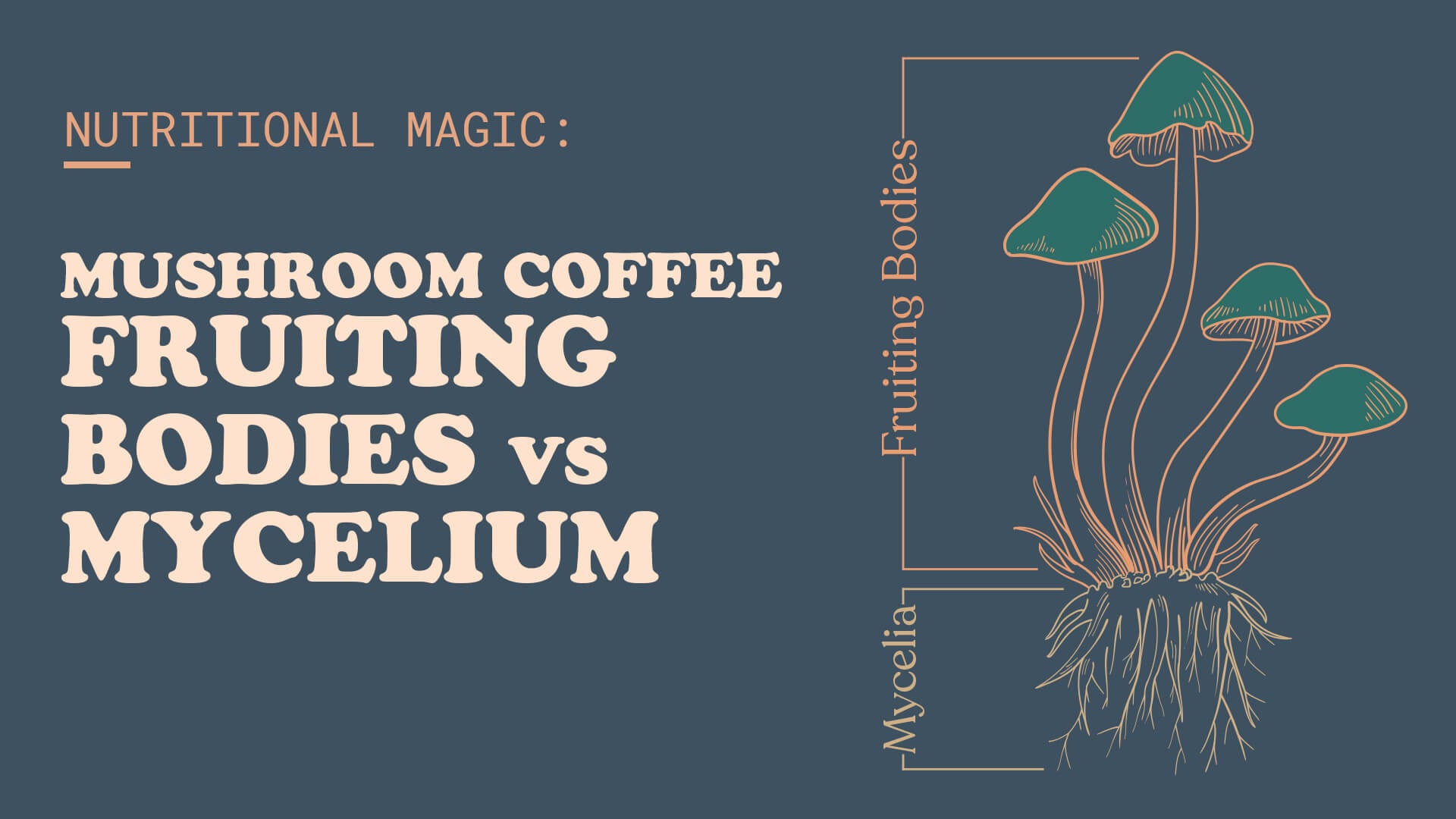 Mushroom Coffee Fruiting Bodies vs. Mycelium